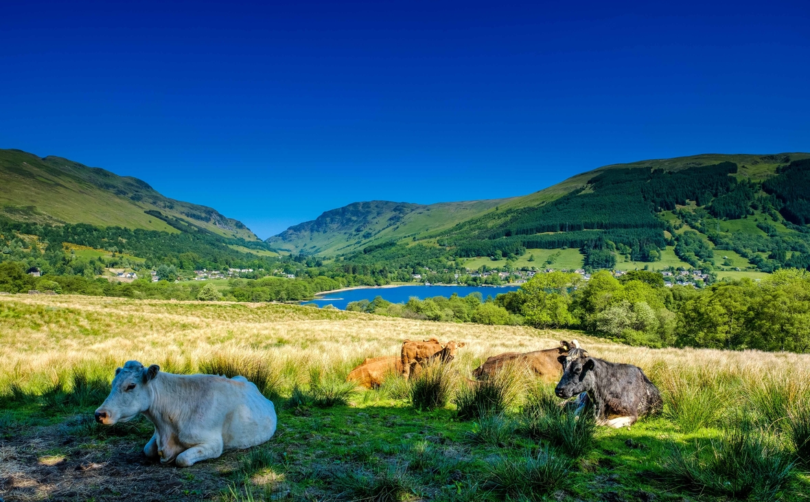 Rinder, die im Schatten einer Farm in den schottischen Highlands ruhen, Im Hintergrund sieht man "Loch Earn".