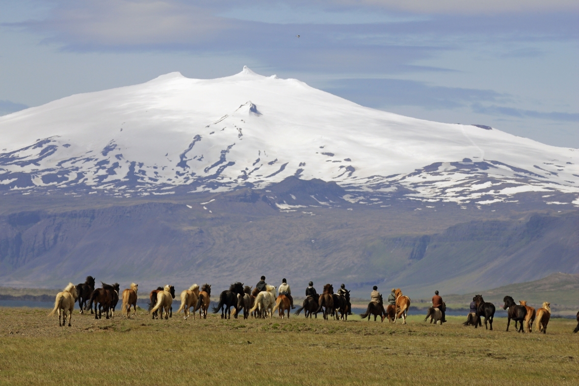Reiter auf Islandponies vor dem 1446 Meter hohen Gletscherberg und Vulkan Snaefellsjoekull auf der isländischen Halbinsel Snaefellsnes.