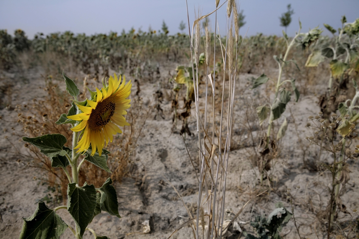 In vielen Ländern der Welt richtet die Trockenheit großen Schaden in der Landwirtschaft an. Wenn lange kein Regen fällt, können auf den ausgetrockneten Feldern nur wenige Pflanzen wachsen. Die Ernte fällt dann gering aus oder kann gar nicht erfolgen. Hier stehen vereinzelt Sonnenblumen auf einem gänzlich vertrocknetem Feld.
