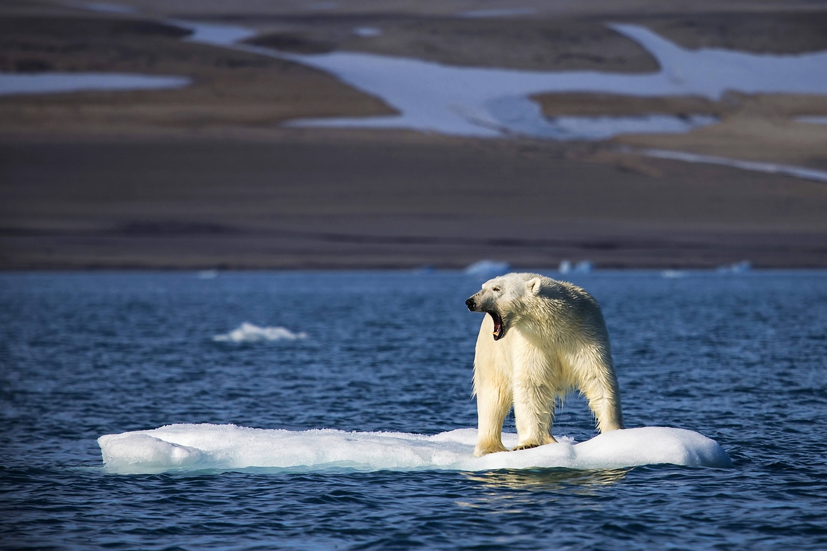Bei schmelzendem Polareis hätten die Eisbären keinen Lebensraum mehr. Fische müssten sich an wärmeres und weniger salziges Wasser anpassen. Denn Eisberge bestehen aus Süßwasser und beim Schmelzen verdünnen sie das Salzwasser des Meeres.