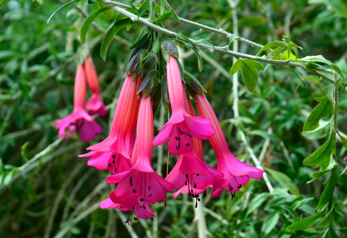 Cantua buxifolia, die heilige Blume der Inkas.