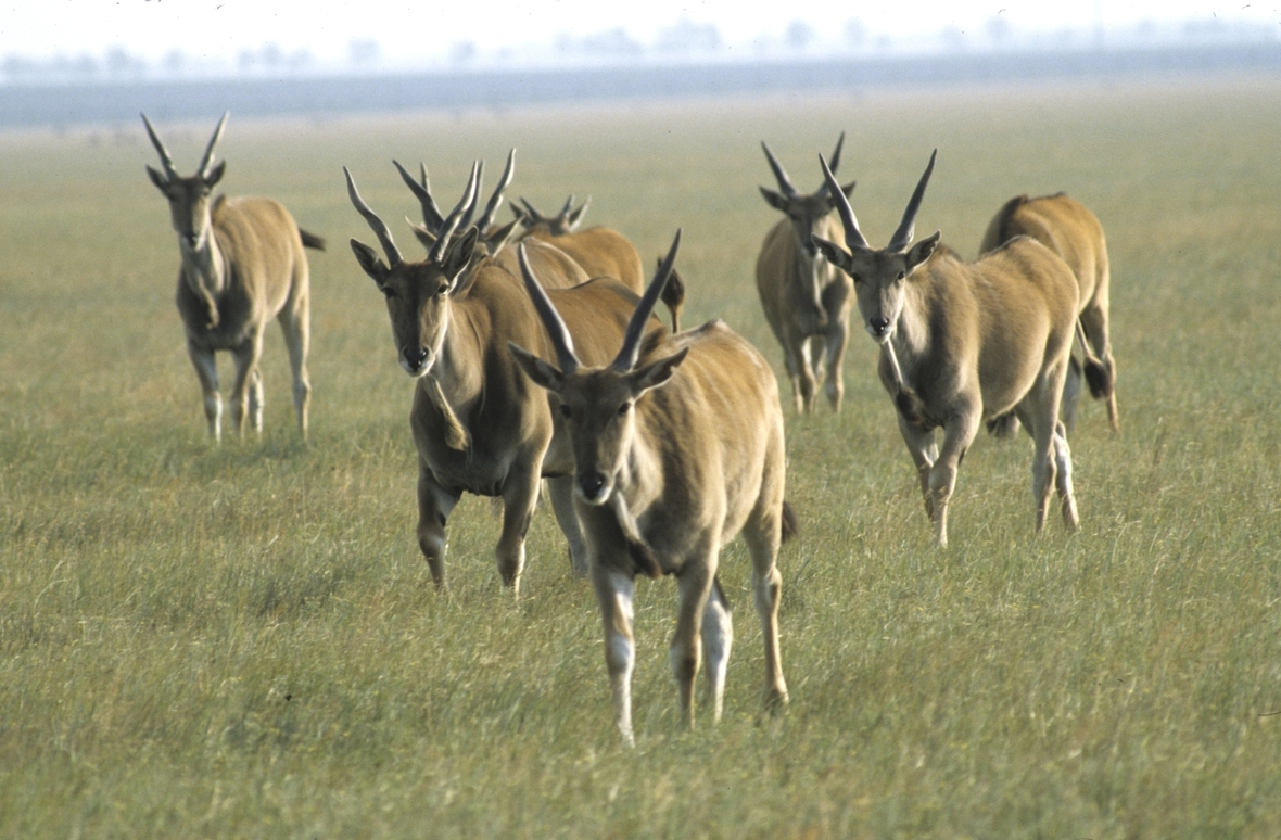In dem ukrainischen Naturschutzgebiet Askanija-Nowa leben Antilopen.