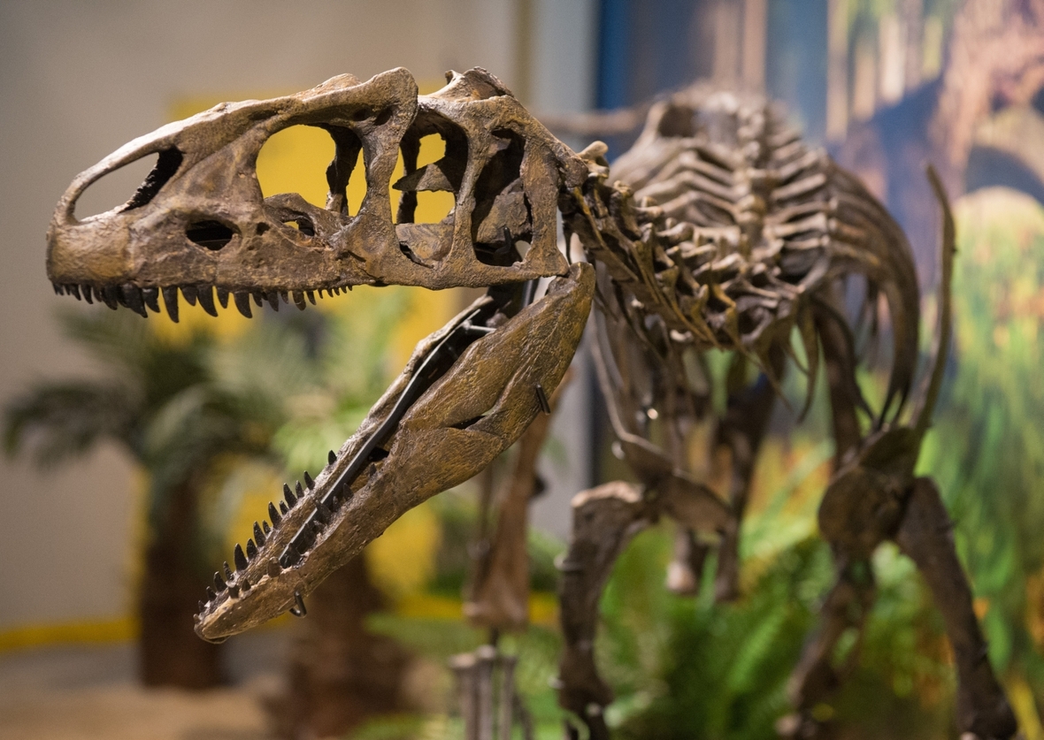 Dinosaurier gibt es heute nur noch im Museum - wie hier das Skelett eines Baby-Dinosauriers im Urweltmuseum in Bayreuth (Bayern).