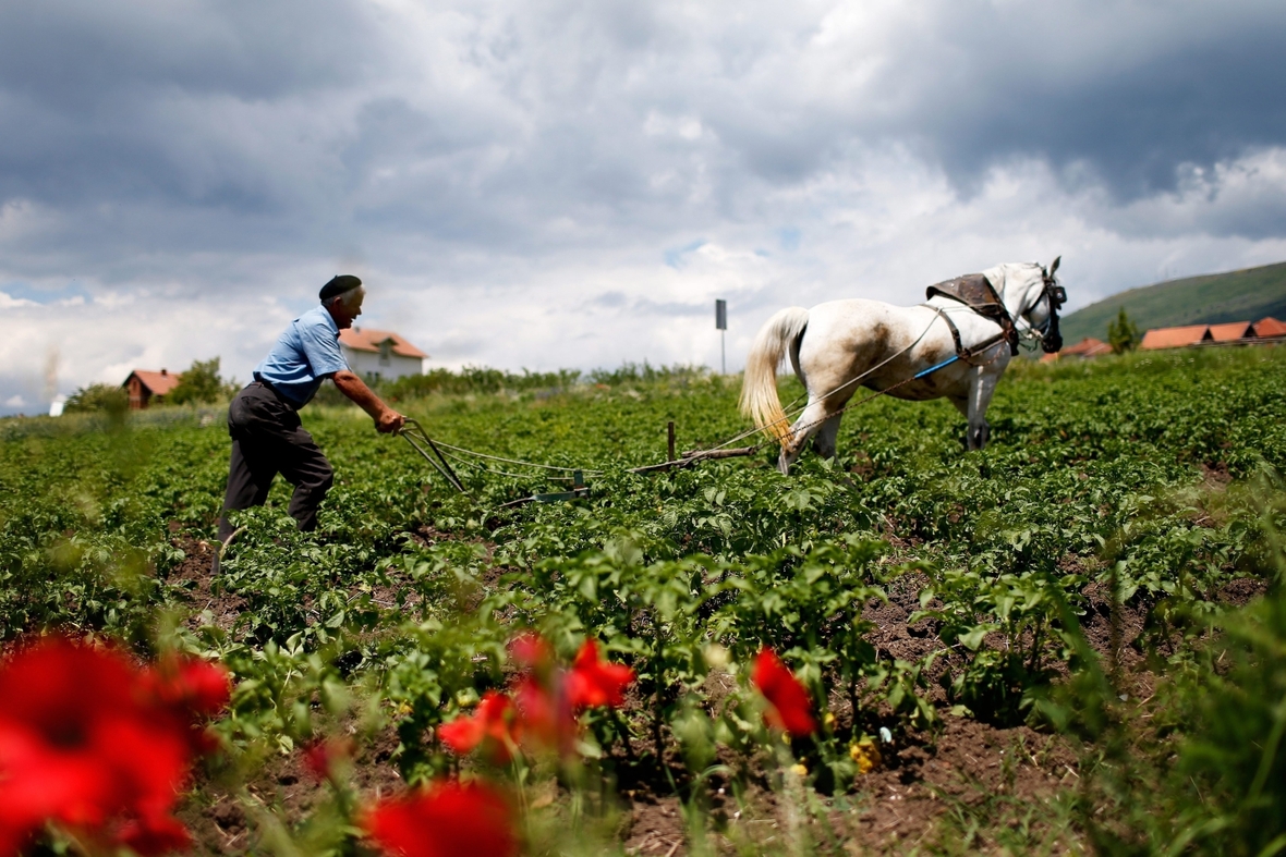 Ein Bauer bearbeitet sein Feld bei Mitrovica, Kosovo. 