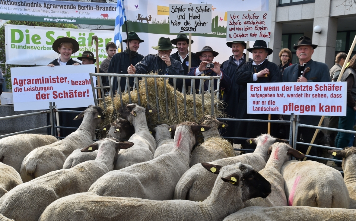 Schäfer fordern bei einer Demonstration 2014 Veränderungen in der Agrarpolitik. Zu der Demonstration haben sie Schafe mitgebracht, sie selbst halten Schilder mit ihren Forderungen.