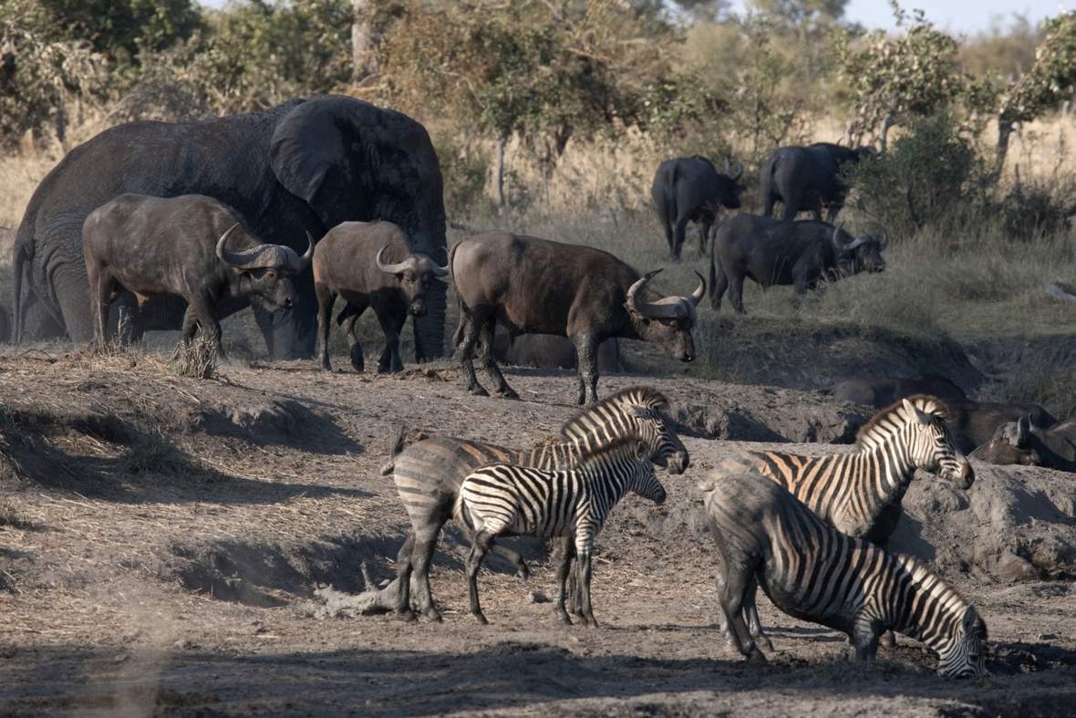 Elefanten, Büffel und Zebras im Krüger-Nationalpark.