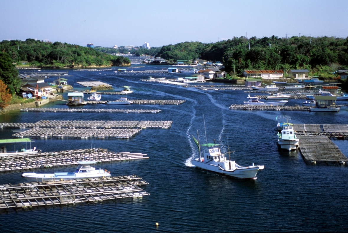 Perlenzucht in der Bucht von Ago, Ise-Shima, Japan.