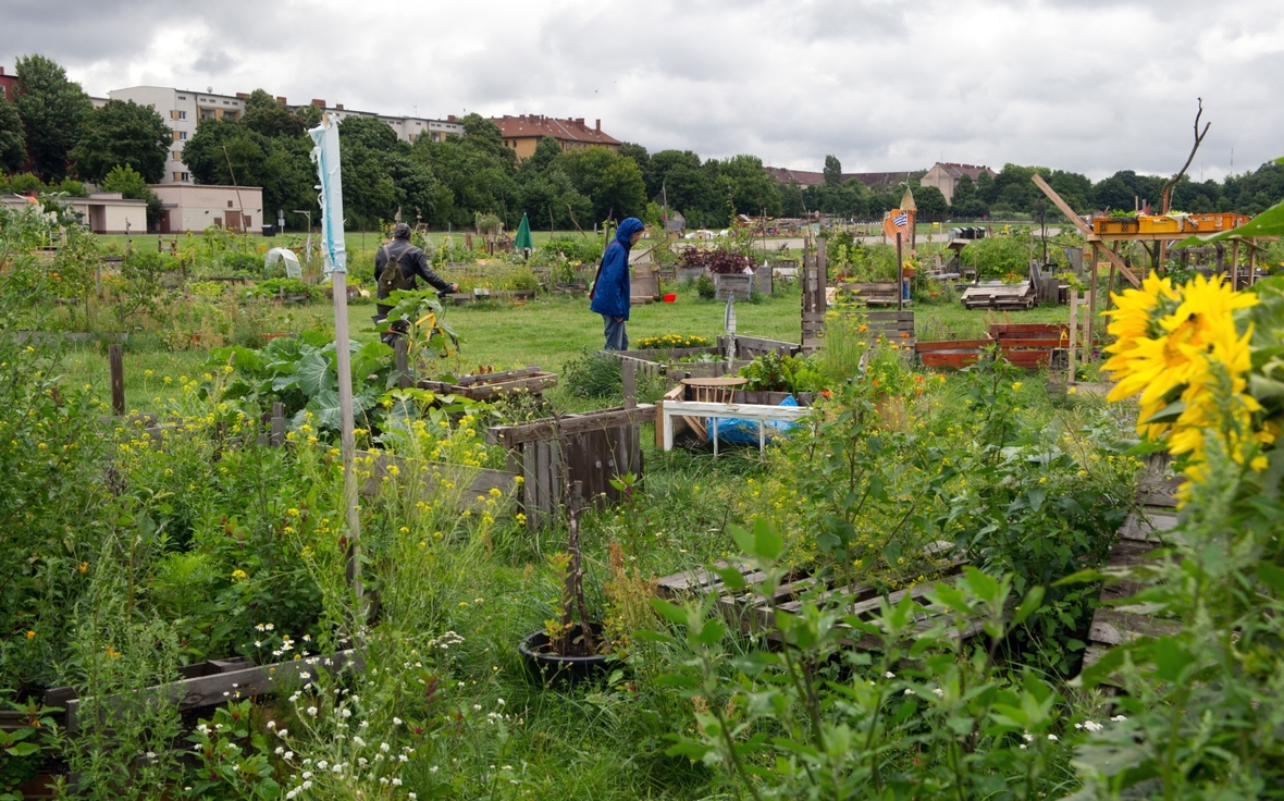 Das Gartenprojekt "Allmende Kontor". Auf dem früheren Flughafen Tempelhof in Berlin pflanzen rund 700 Freizeitgärtner Obst, Gemüse und Blumen in ungefähr 300 Beeten an.