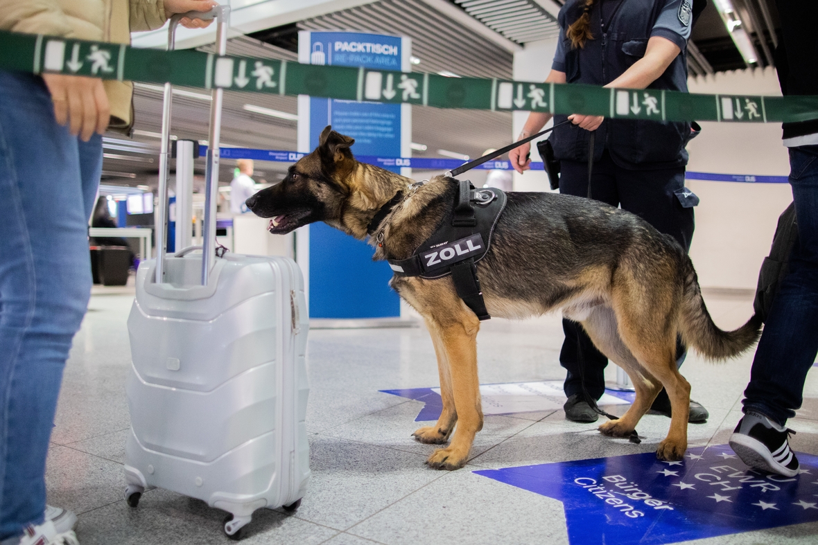 Zollhund Luke schnüffelt am Flughafen an einem Koffer. Luke kann Bargeld erschnüffeln.