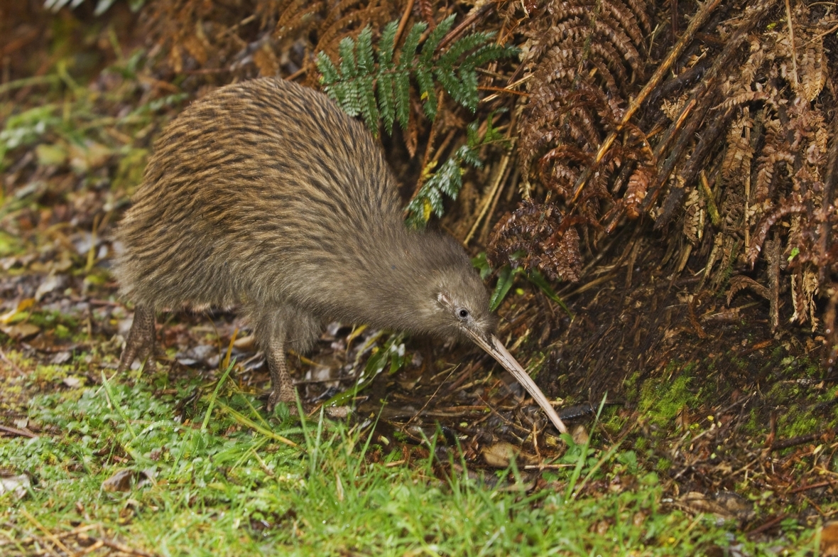 Neuseeland: Kiwi auf Futtersuche