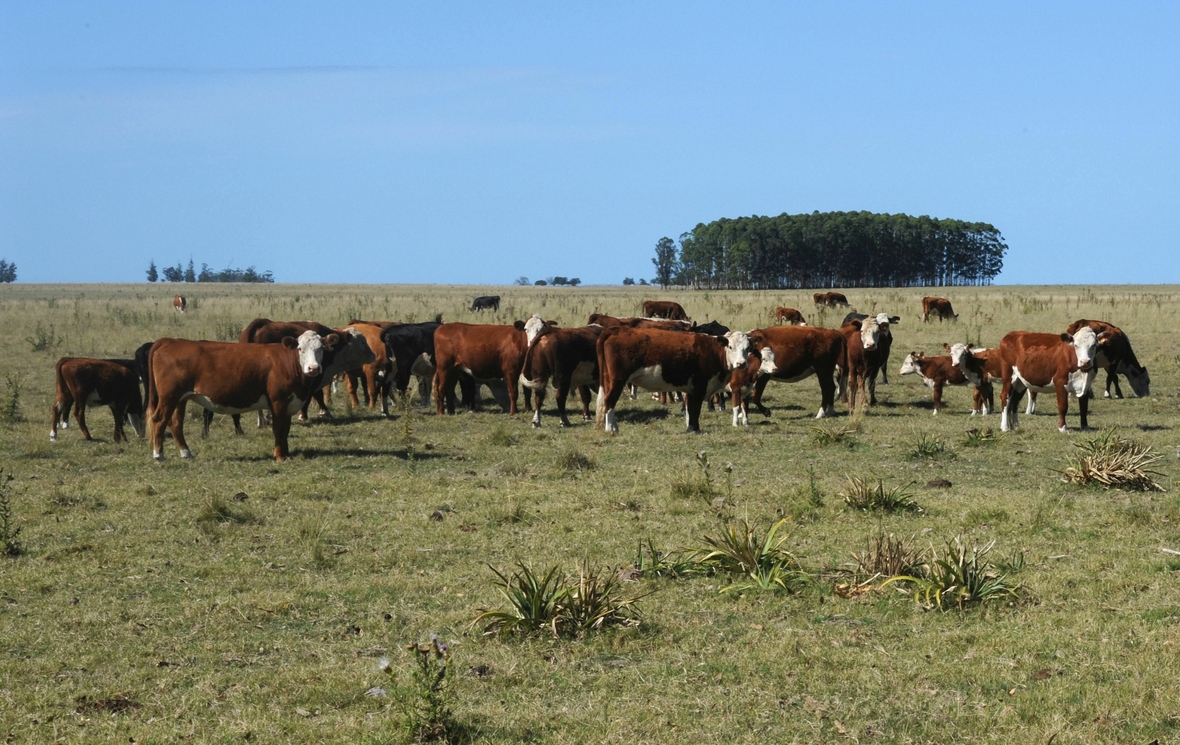 Eine Rinderherde in Uruguay