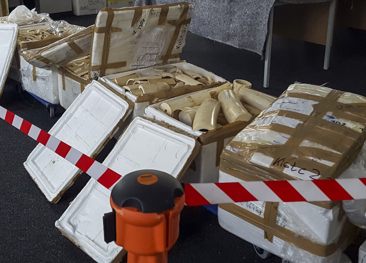 Der Handel mit Elfenbein aus den Stoßzähnen von Elefanten ist verboten. Zollbeamte haben dieses in Deutschland entdeckt und beschlagnahmt.
