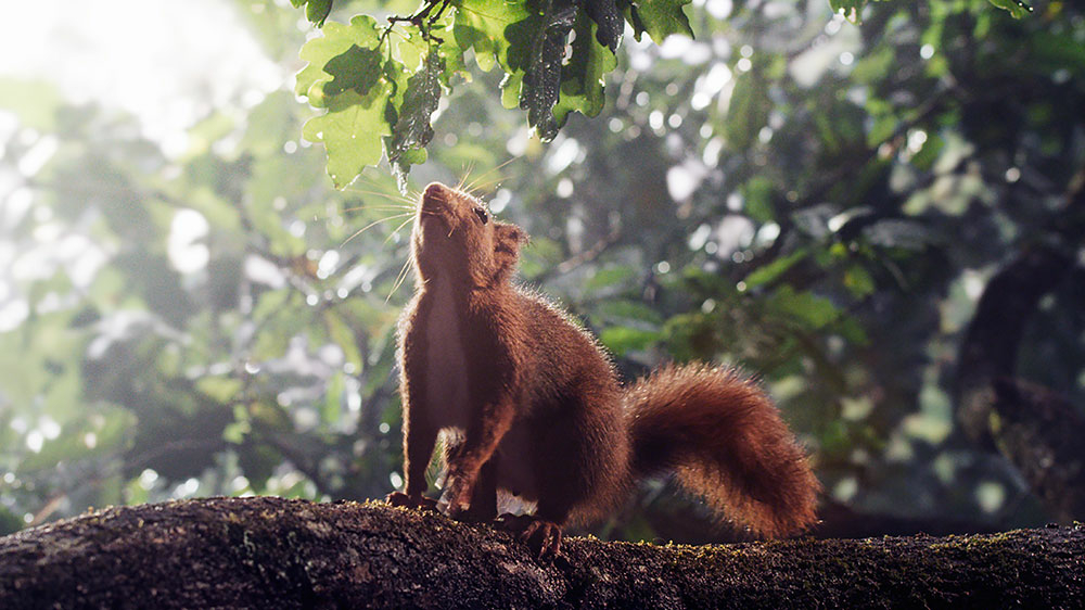 Szenenbild: Ein Eichhörnchen sitzt auf einem Ast und beschnuppert ein Eichenblatt.