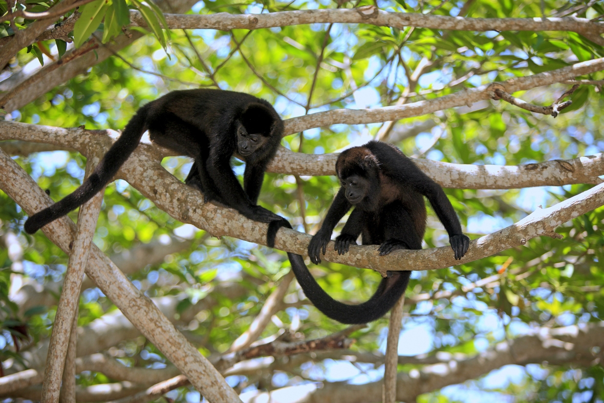 Schwarze Brüllaffen klettern im Dschungel von Honduras.