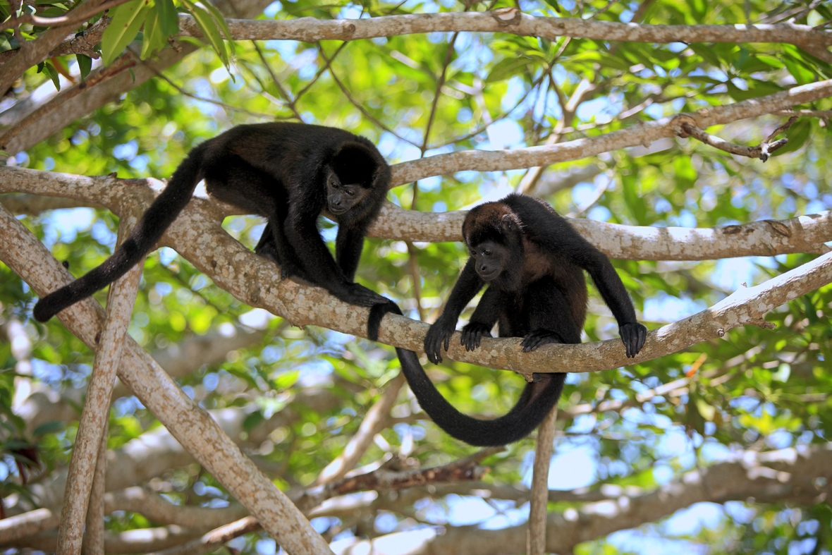 Schwarze Brüllaffen klettern im Dschungel von Honduras.
