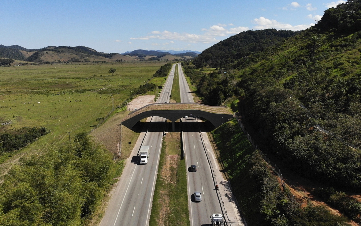 Extra für die sehr bedrohten Goldene Löwenäffchen wurde in Brasilien eine Brücke über die Autobahn gebaut. So können die Affen sicher die Straße überqueren, die durch ihren Lebensraum, den Regenwald, führt.