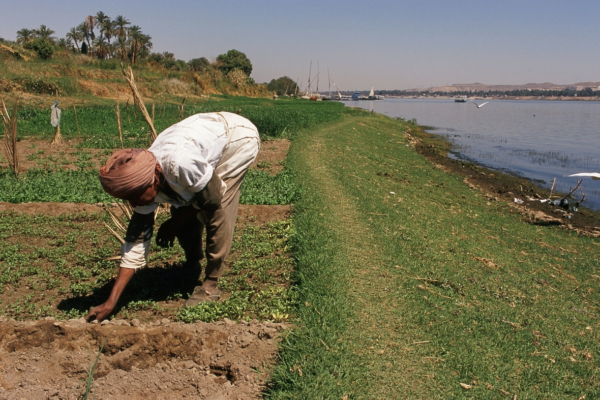 Ein ägyptischer Bauer bearbeitet sein Feld am Nil.