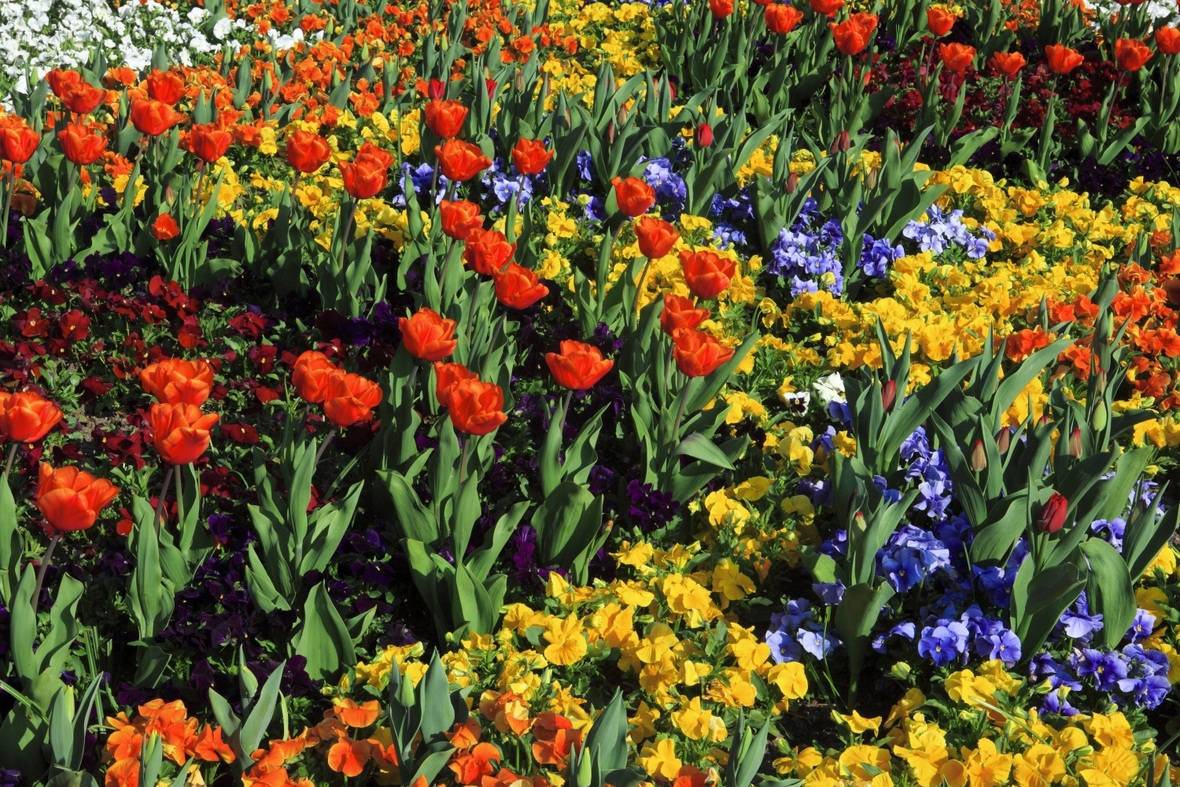 Blumenbeet mit Tulpen und Stiefmütterchen 