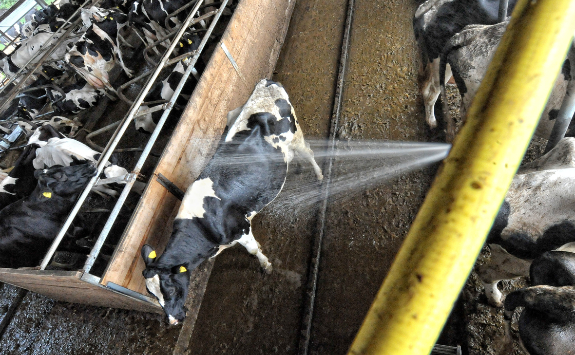 Hitze macht auch dem Vieh in Niedersachsens Ställen immer zu schaffen. Unter der Dusche können sich die Kühe abkühlen.