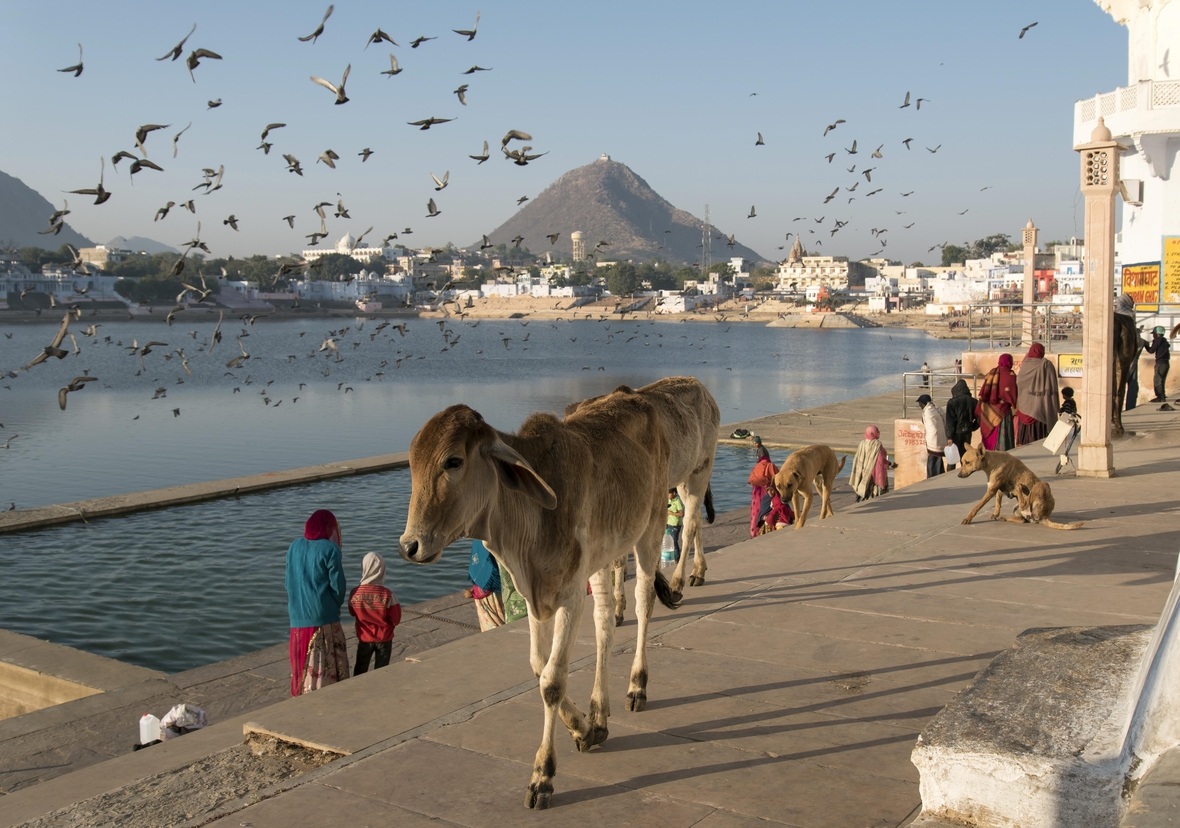 Inmitten von Badegästen trottet eine Kuh bei einer Badestelle für Hindus in Rajasthan, Indien. Kühe gelten als heilige Tiere im Hinduismus.