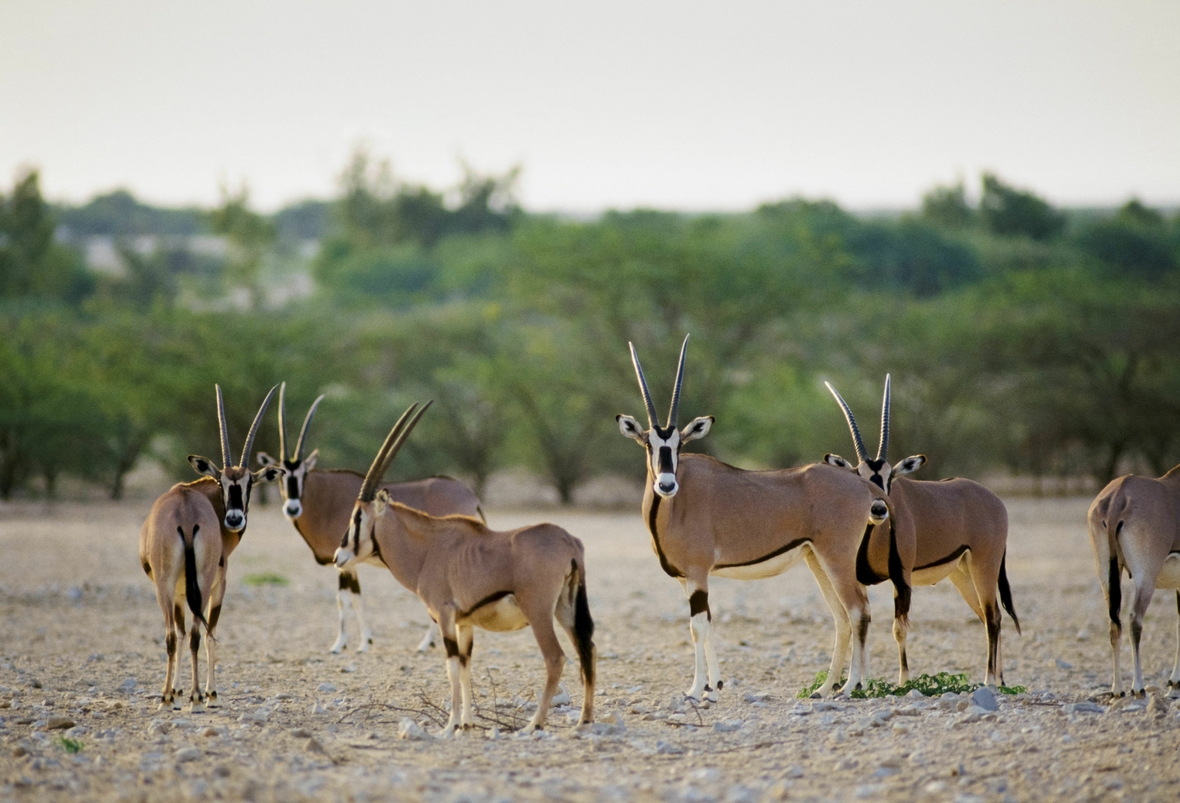 Oryxantilopen in Katar. Die Tiere stehen auf der "roten Liste" der gefährdeten Arten.