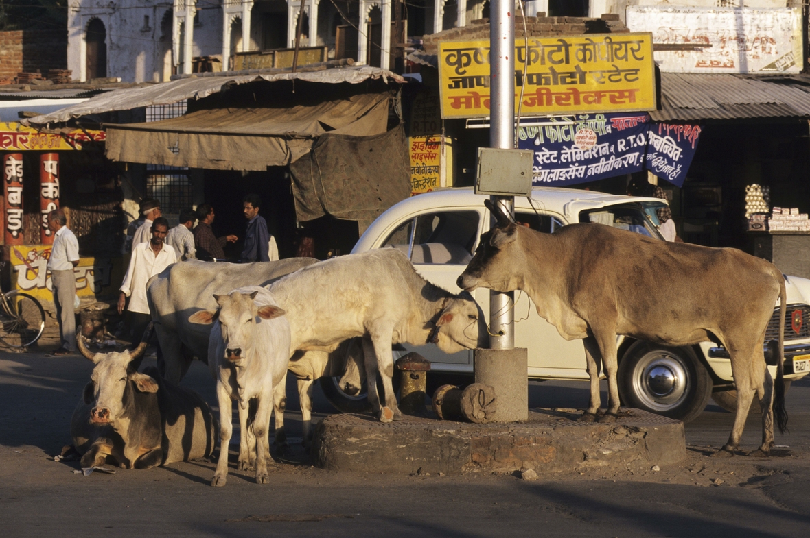 Heilige Kühe stehen auf der Straße der indischen Stadt Udaipur.