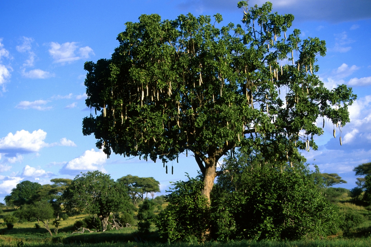 Foto eines Leberwurstbaumes in Tansania im Tarangire Nationalpark.