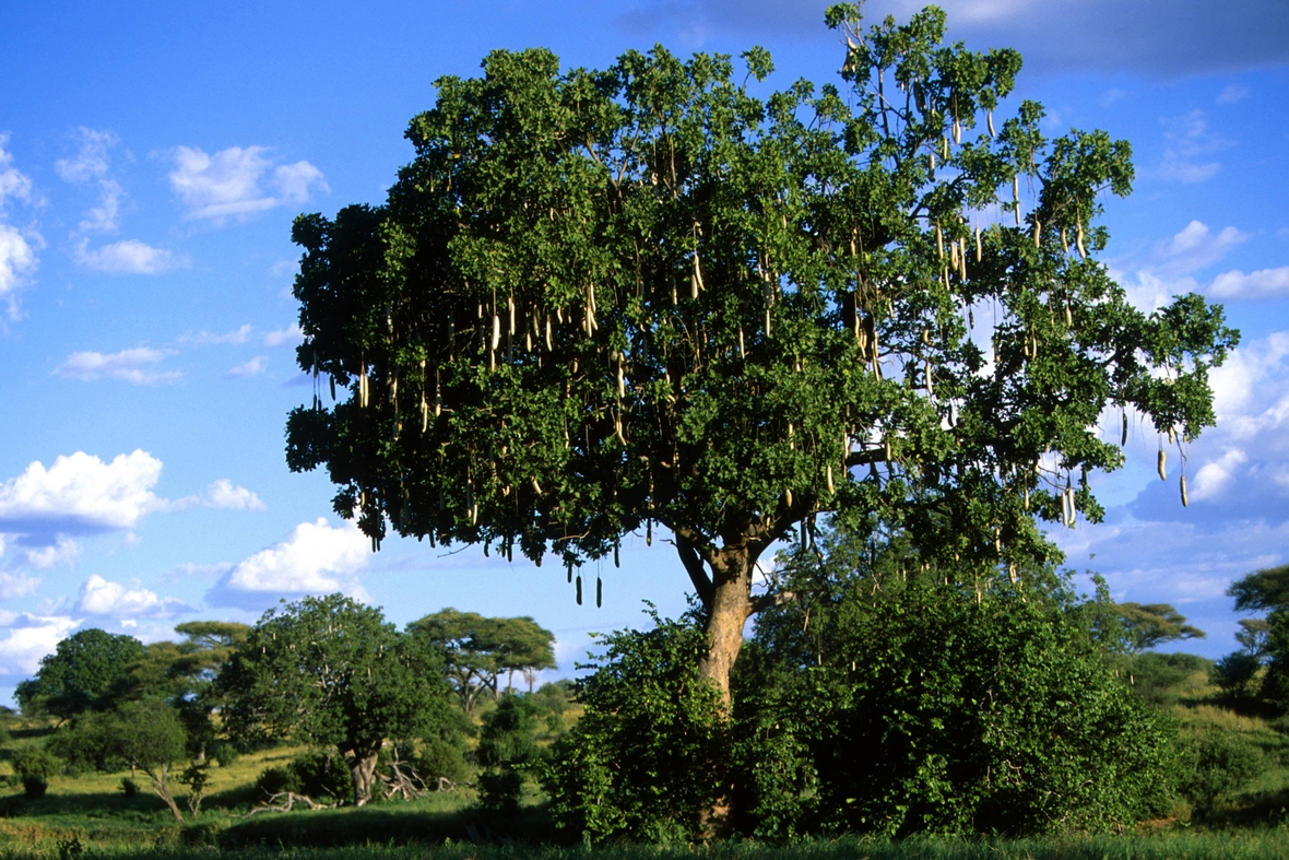 Foto eines Leberwurstbaumes in Tansania im Tarangire Nationalpark.