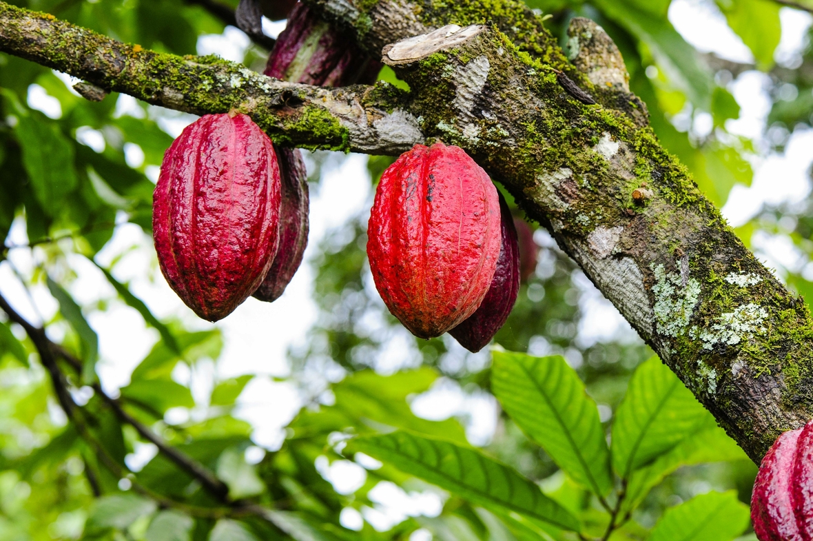 Das Bild zeigt rot leuchtende Kakaofrüchte an einem Baum.