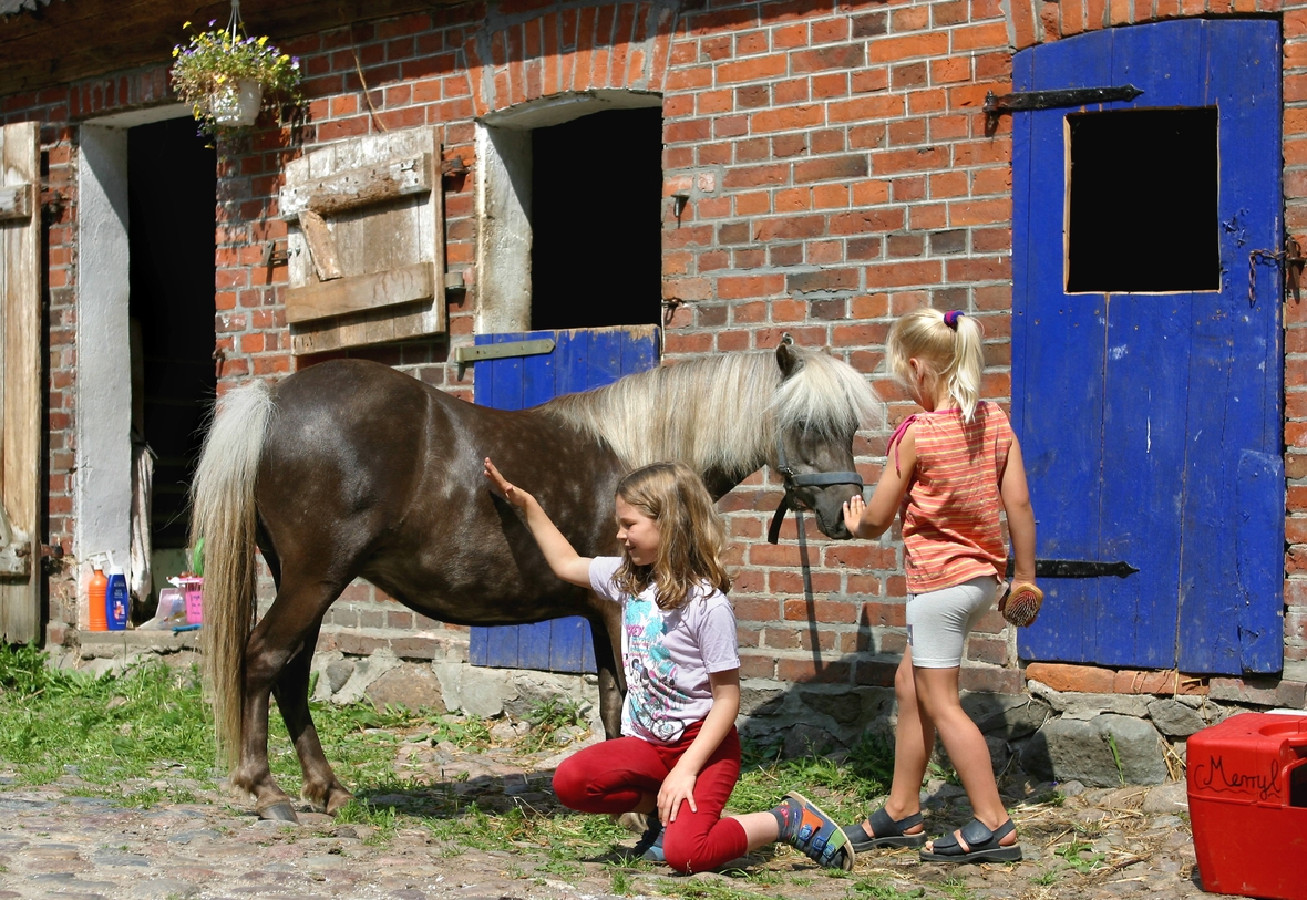 Kinder striegeln ein Shetlandpony.