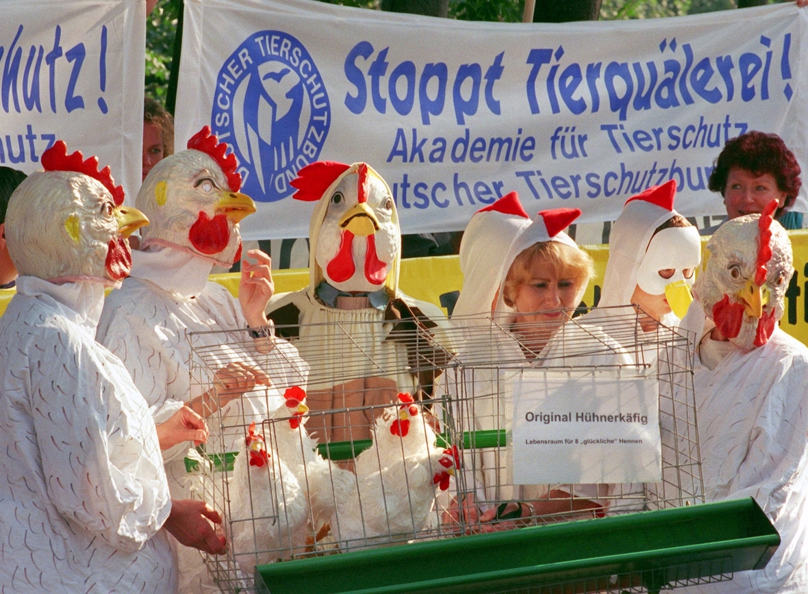 Tierschützerinnen und Tierschützer demonstrieren dagegen, dass Legehennen in sehr engen Käfigen gehalten werden.