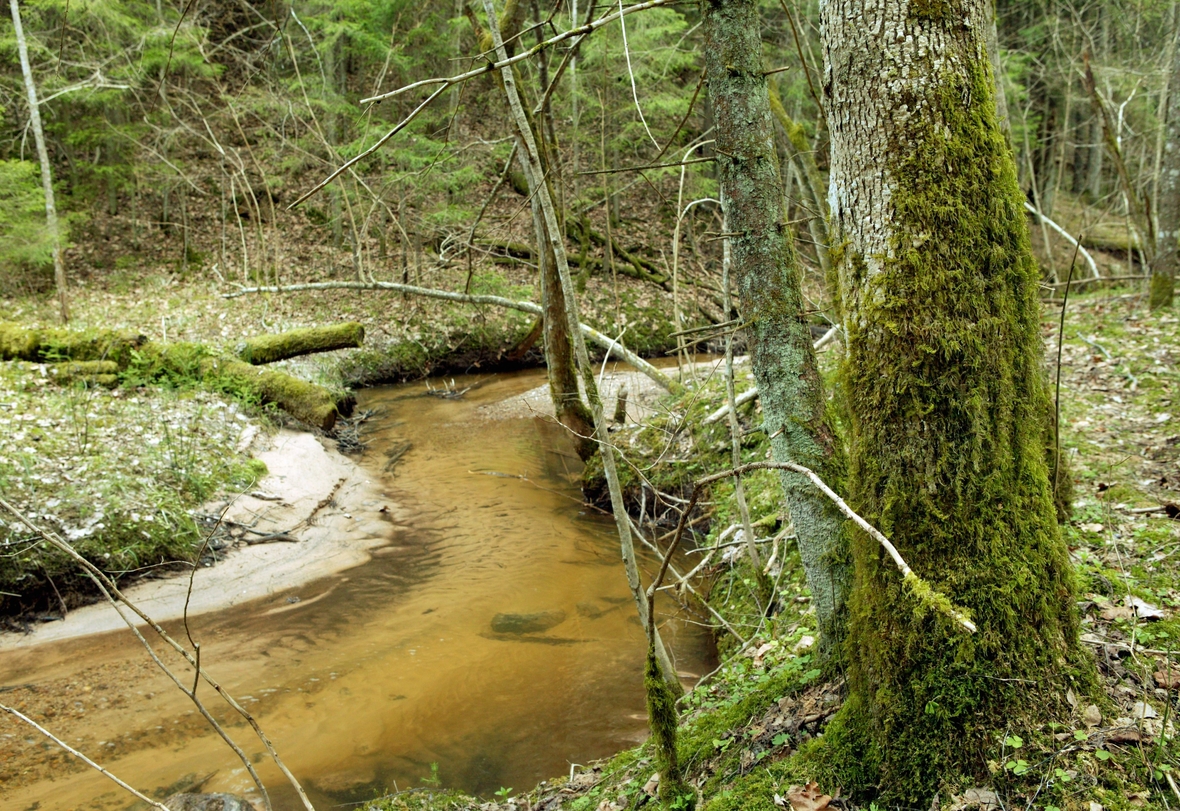 Bach im Gauja National Park.