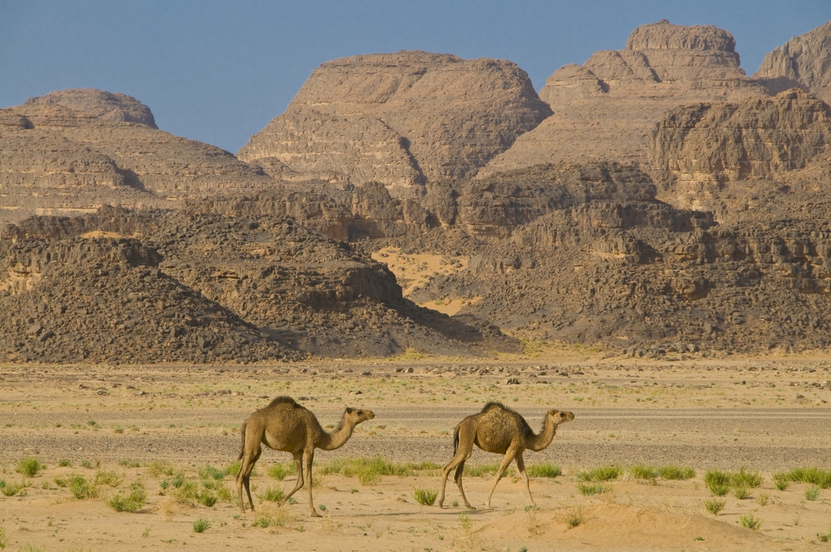 Kamele in der Sahara-Wüste vor der Gebirgskette Tassili n'Ajjer im Südosten von Algerien