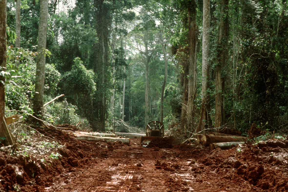 Das Bild zeigt einen Regenwald, durch den eine frisch geschaffene Straße führt. Rechts und links liegen gefällt Bäume am Boden. Die Straße wurde geschaffen, um das gefällte Holz abtransportieren zu können.