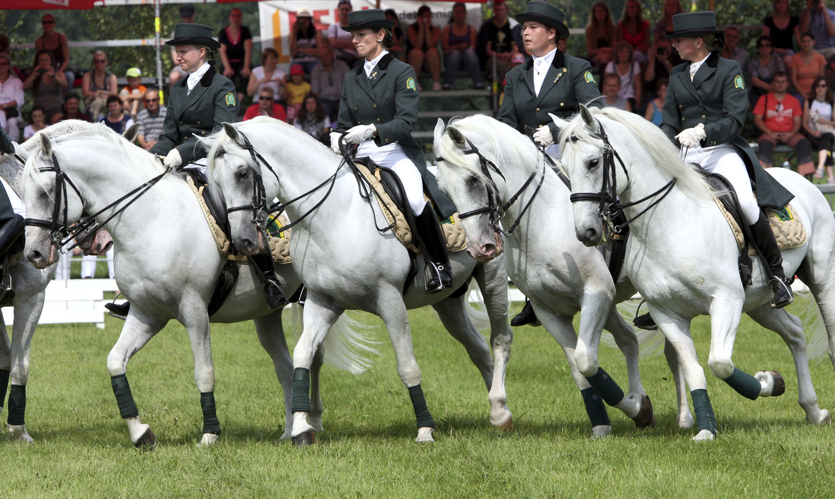 Reiter auf Lipizzaner-Pferden bei einer schicken Gala