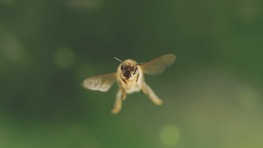 Szenenbild: Eine Biene (in der Bildmitte) schwirrt in der Luft. Sie fliegt ihren Bienenstock an.