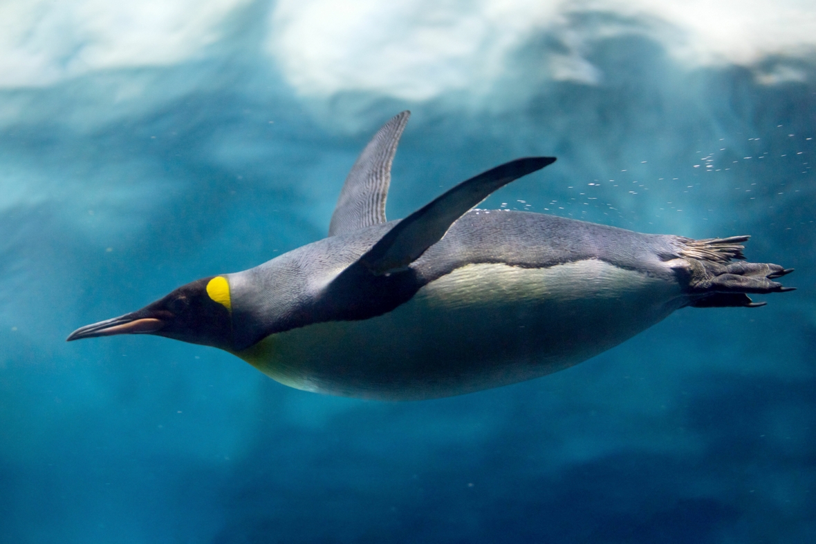 Fliegt er schon oder taucht er noch? Pinguin unter Wasser