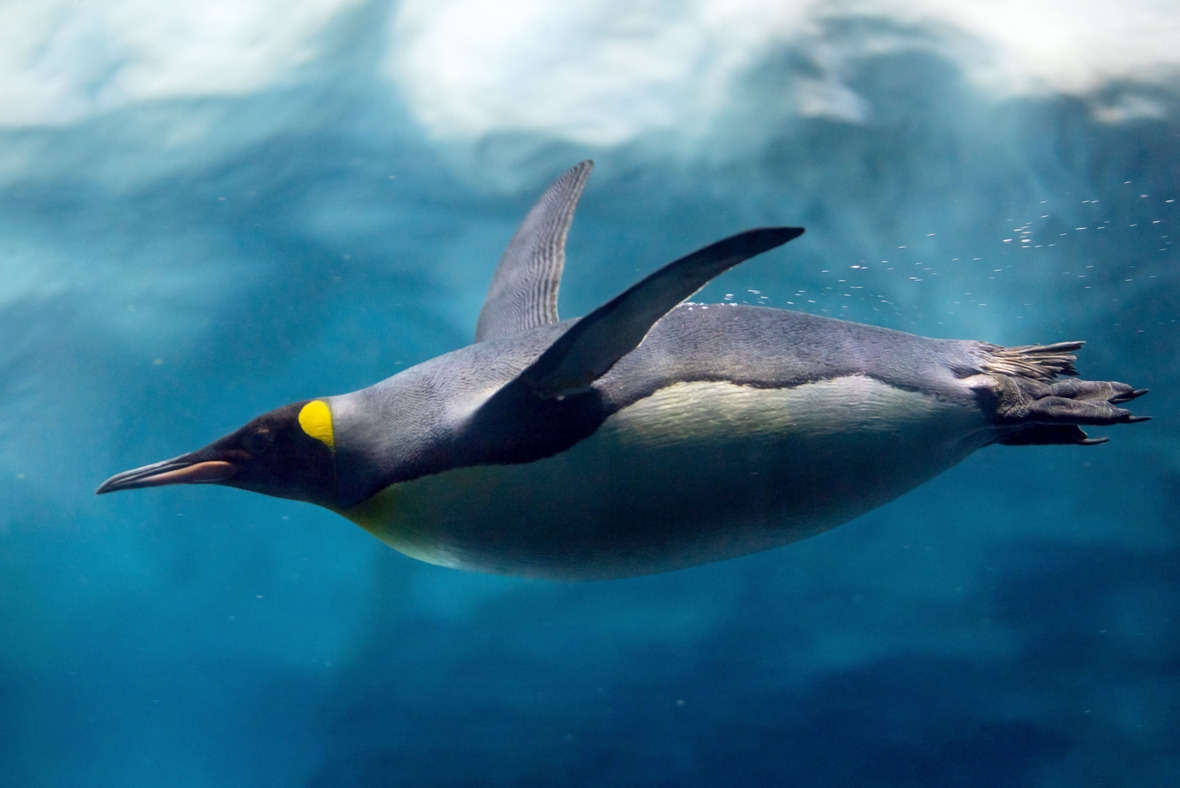 Fliegt er schon oder taucht er noch? Pinguin unter Wasser 