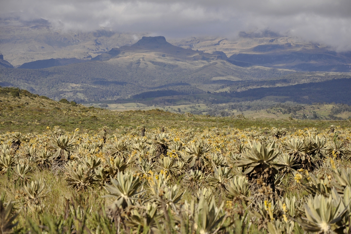 Landschaft in den Bergen von Kolumbien. Steppengras erstreckt sich vor einer Berglandschaft.