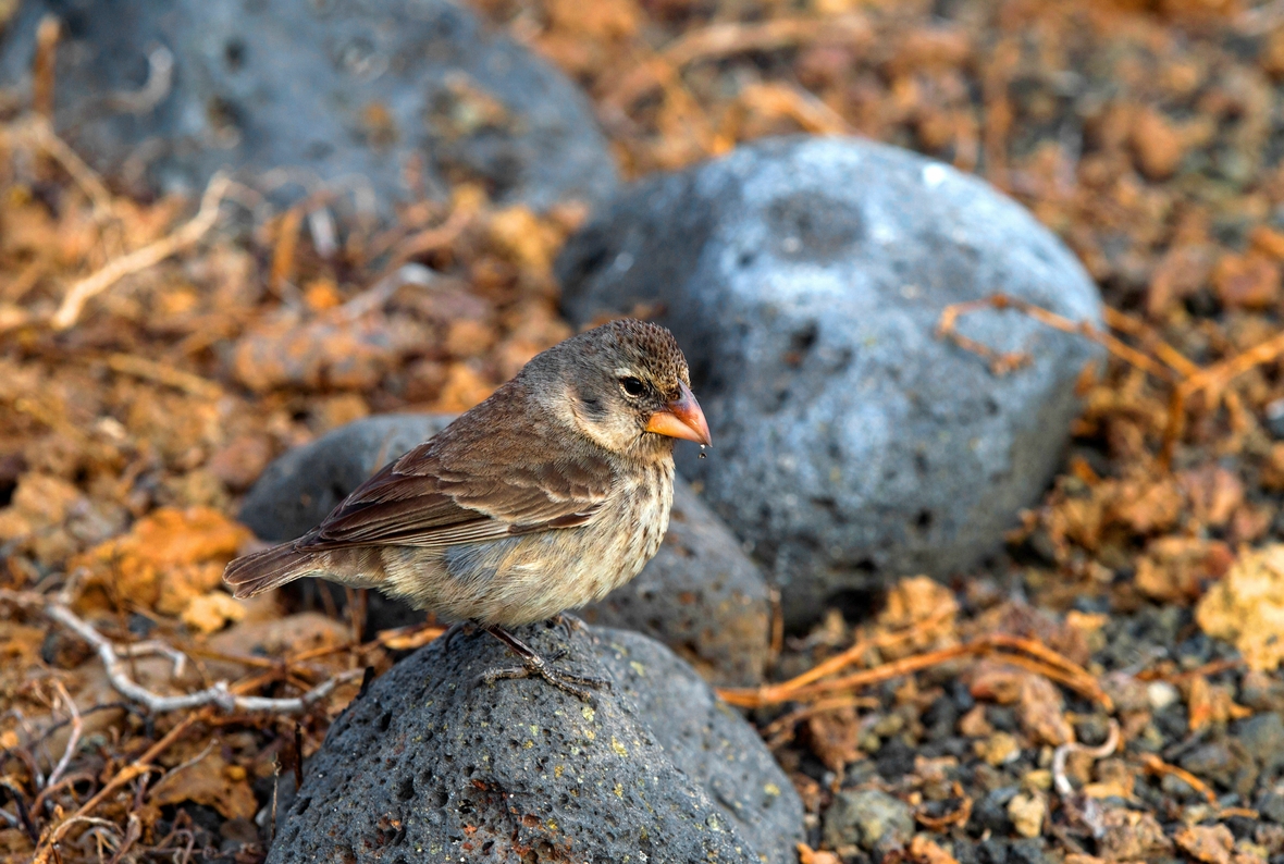 Der Darwin-Fink, benannt nach Charles Darwin, lebt auf den Galapagosinseln