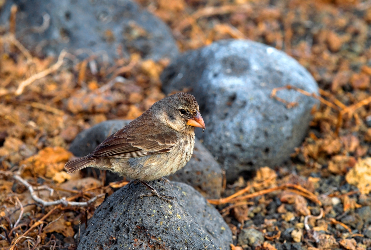 Der Darwin-Fink, benannt nach Charles Darwin, lebt auf den Galapagosinseln