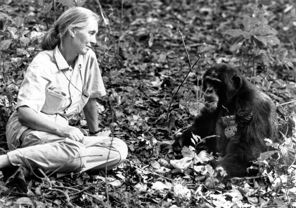 Die britische Verhaltensforscherin Jane Goodall arbeitet bei und mit ihren Schimpansen.