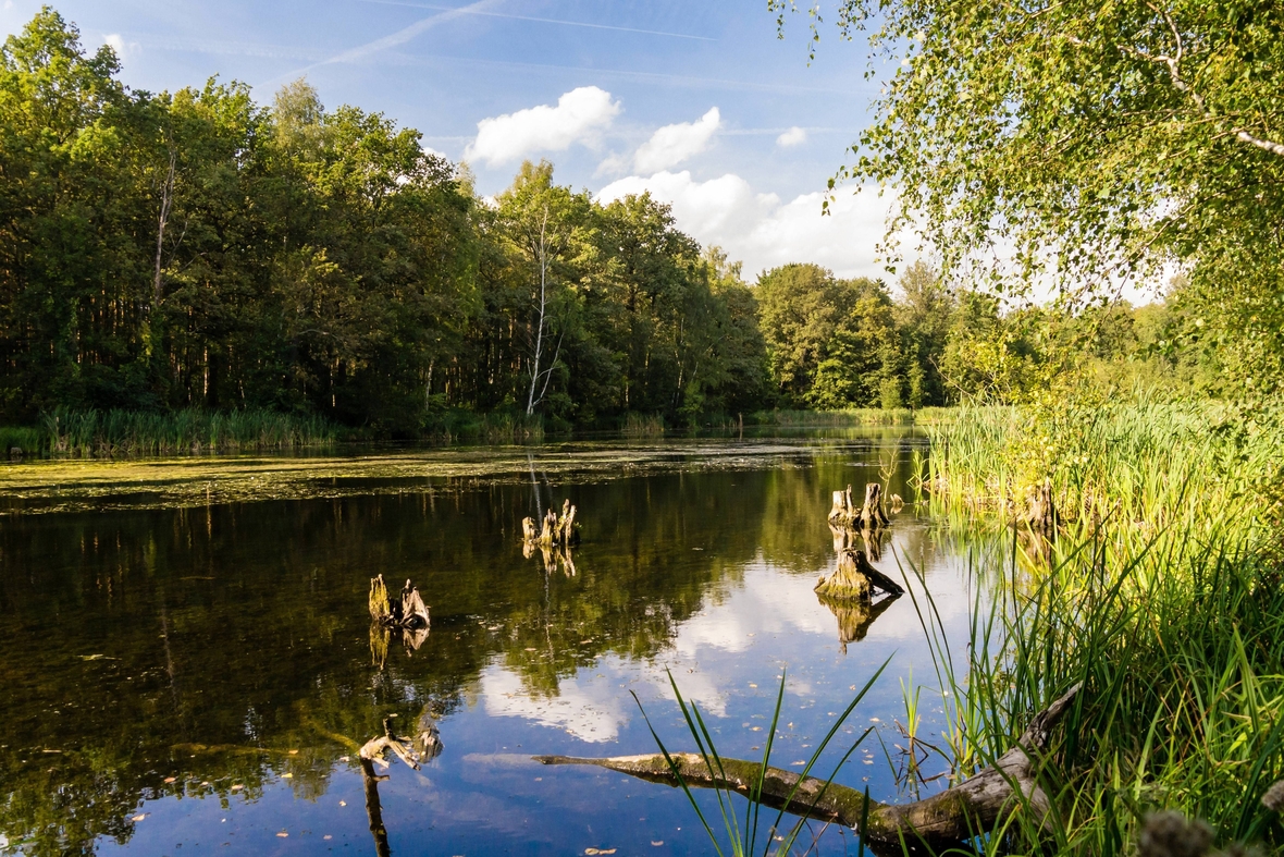 Ein Tümpel: Ökosystem für Fische und Pflanzen.