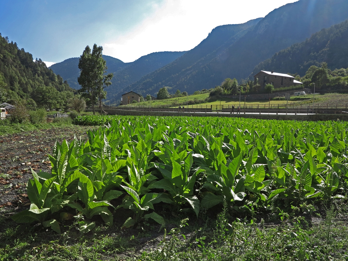 In Andorra wird in den Pyrenäen traditionell Tabak angebaut.