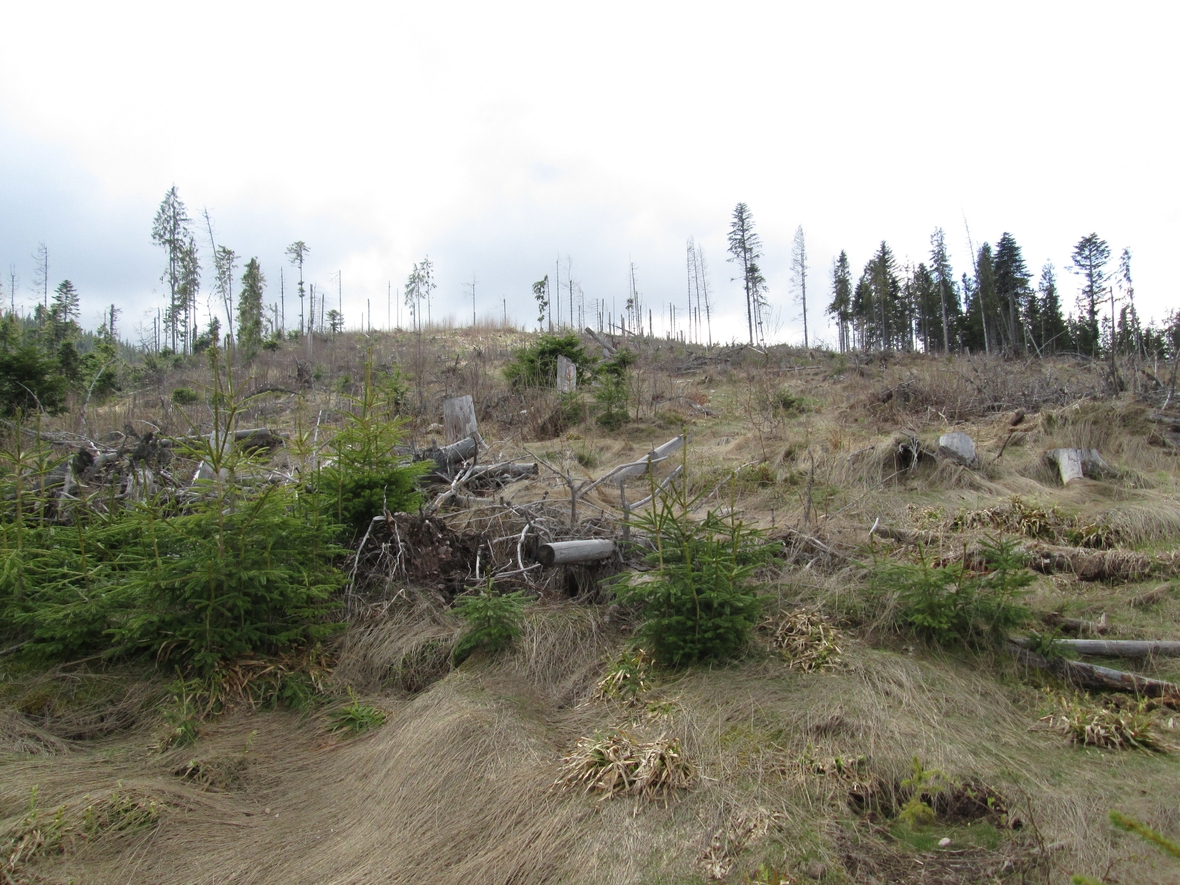 Abgeholzte Flächen im Naturpark Apuseni in Rumänien.