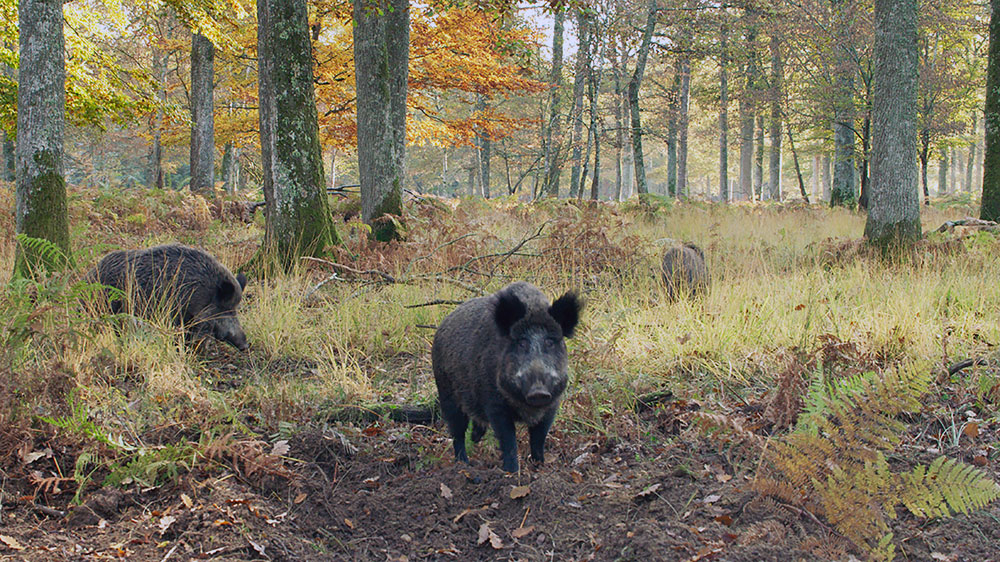 Szenenbild: Wildschweine im Vordergrund des Bildes graben am Fuß der Eiche nach Eicheln.
