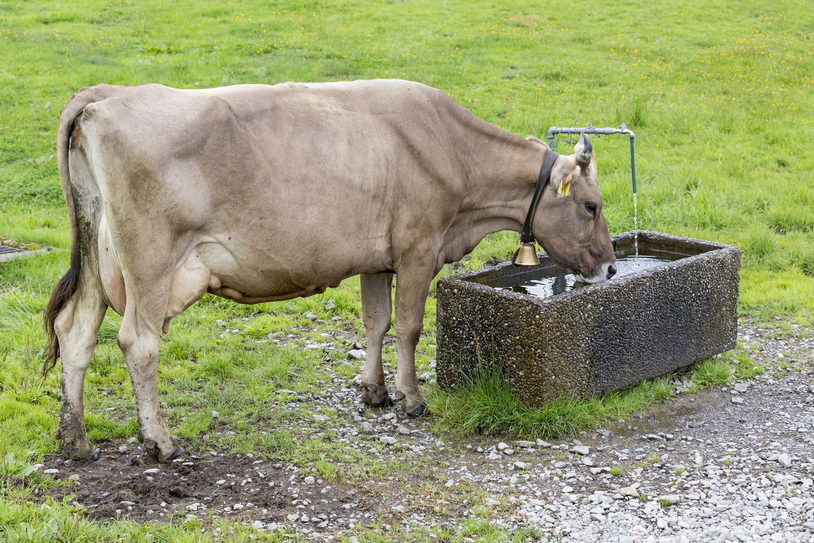 Eine Kuh trinkt aus einer Wassertränke auf einer Alm. Alle Lebewesen - Menschen, Tiere, Pflanzen - brauchen Wasser zum Leben.