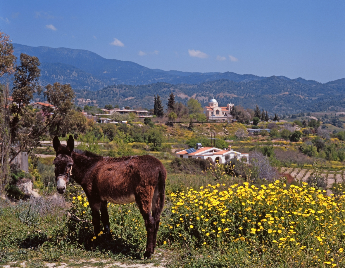 Landschaft vor Trimiklini, gelbe Blumenwiesen, Esel im Vordergrund