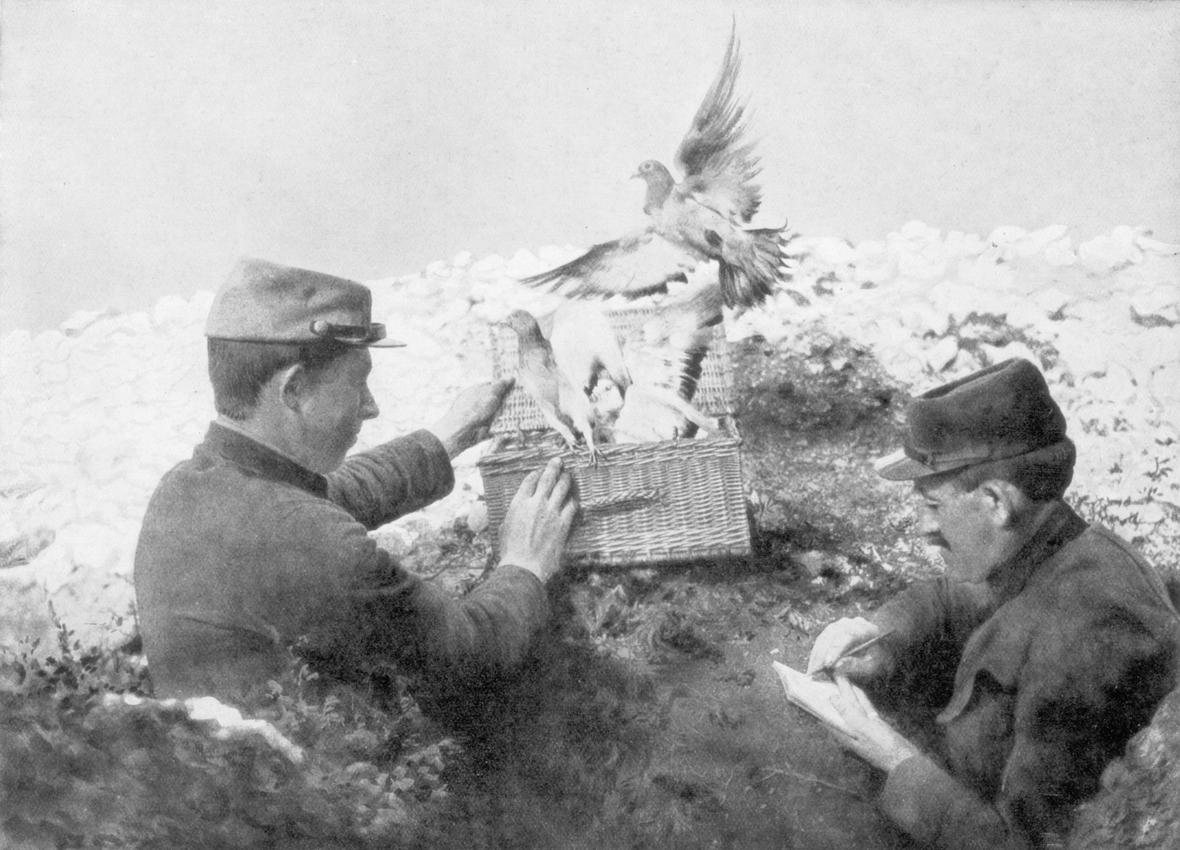 Brieftauben werden an der Front freigelassen. Zwei Soldaten öffnen einen Korb, aus dem zwei Tauben entfleuchen.