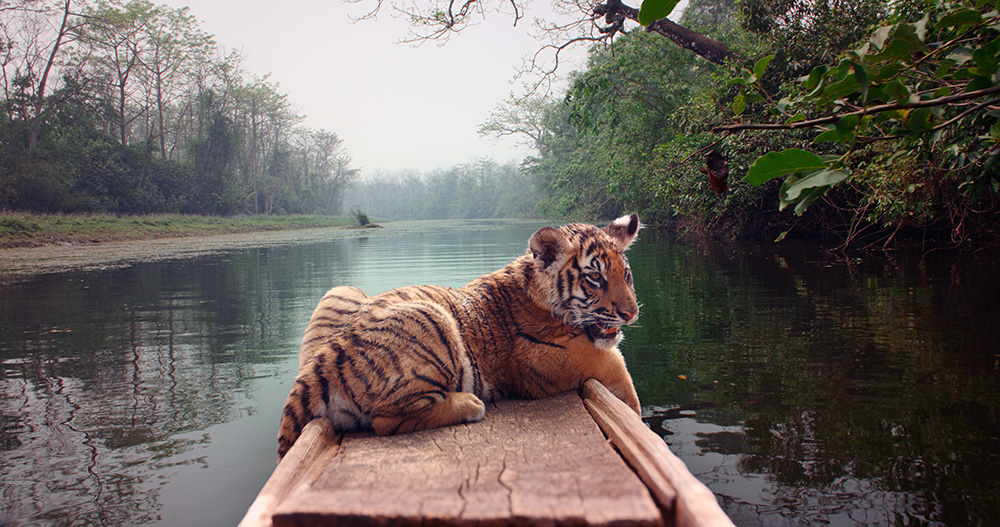 Szenenbild: Das Tigerbaby Mukti sitzt vorne auf einem schmalen Kanu. Es fährt den Fluss entlang.